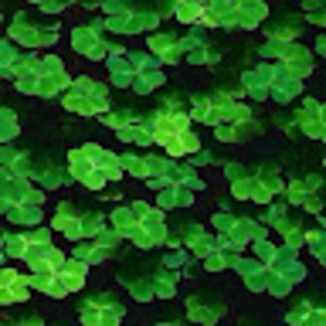 Meet your Posher, Hailey